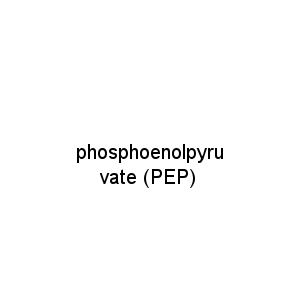 phosphoenolpyruvate (PEP)